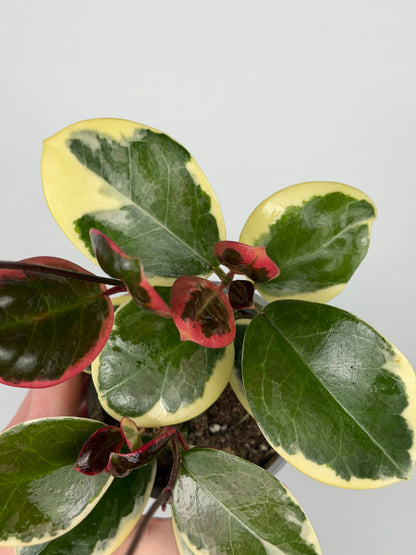 Hoya Australis Blondie Hoya Tropical Corner