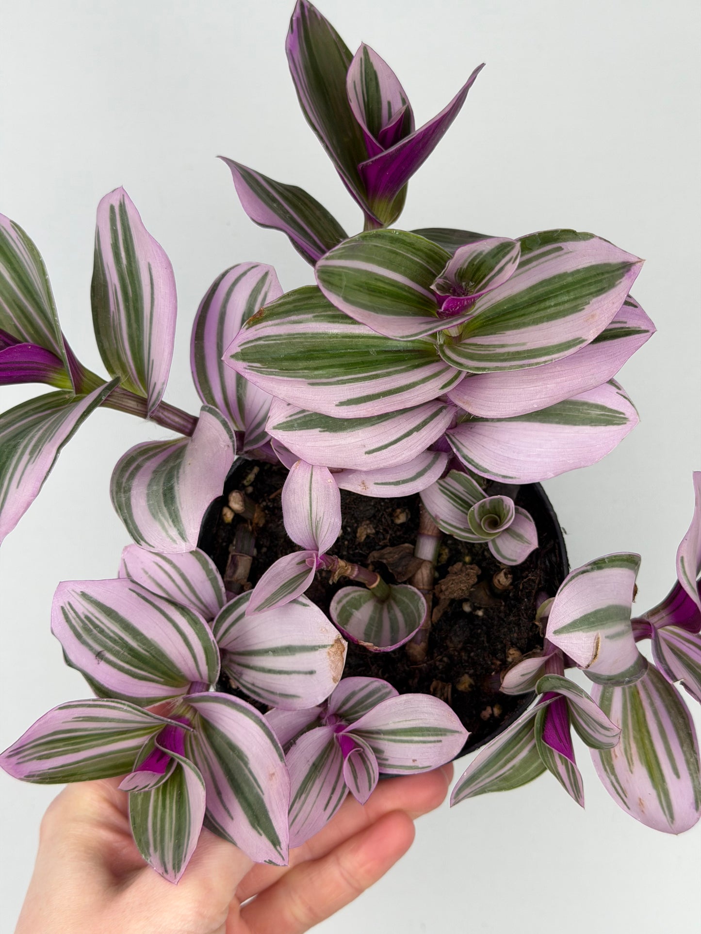 Tradescantia Albiflora “Nanouk” Tradescantia Tropical Corner