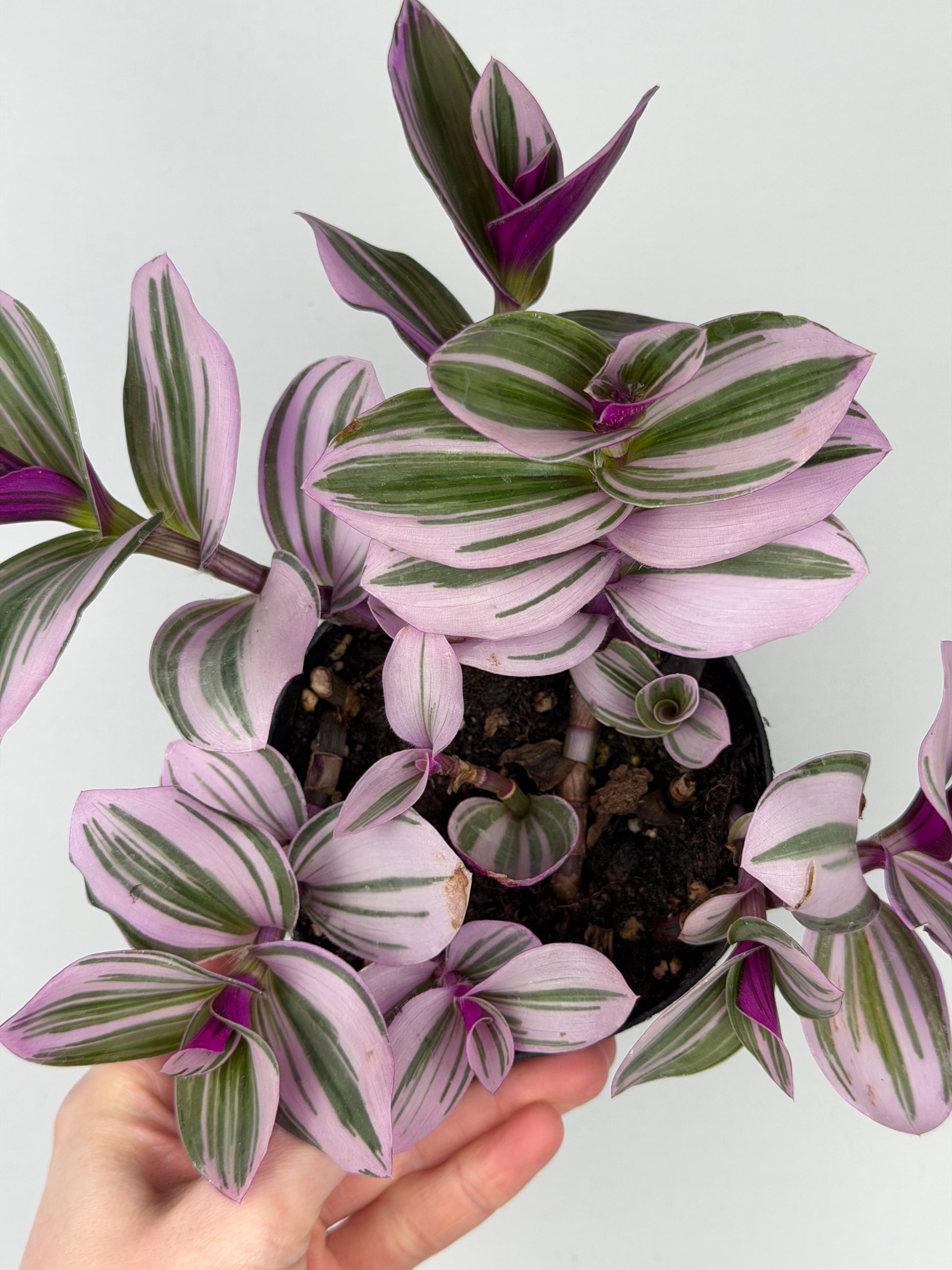 Tradescantia Albiflora “Nanouk” Tradescantia Tropical Corner