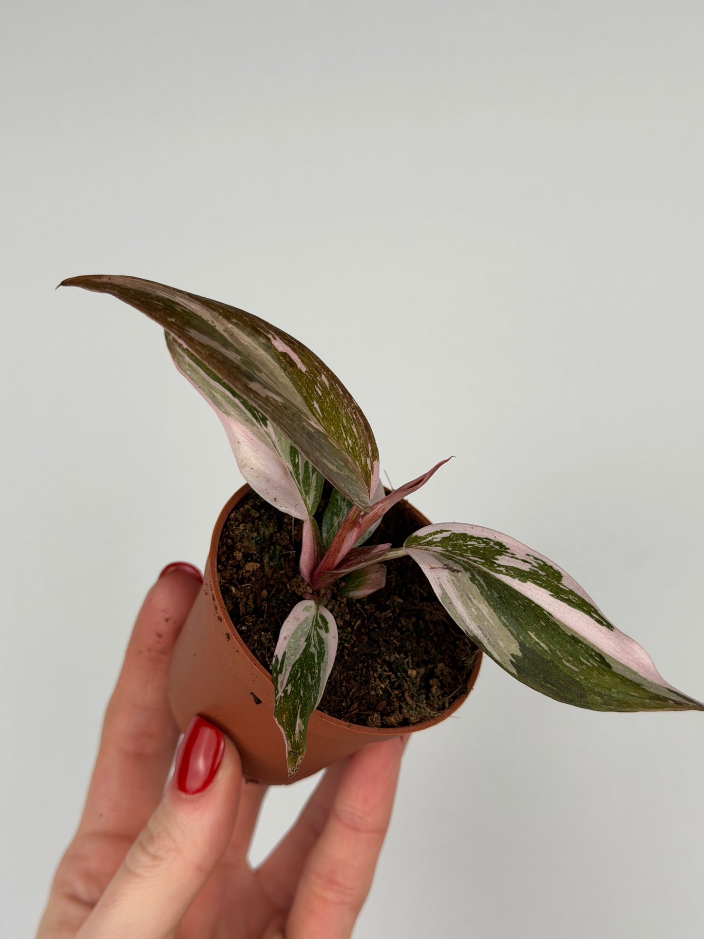 Philodendron Pink Princess