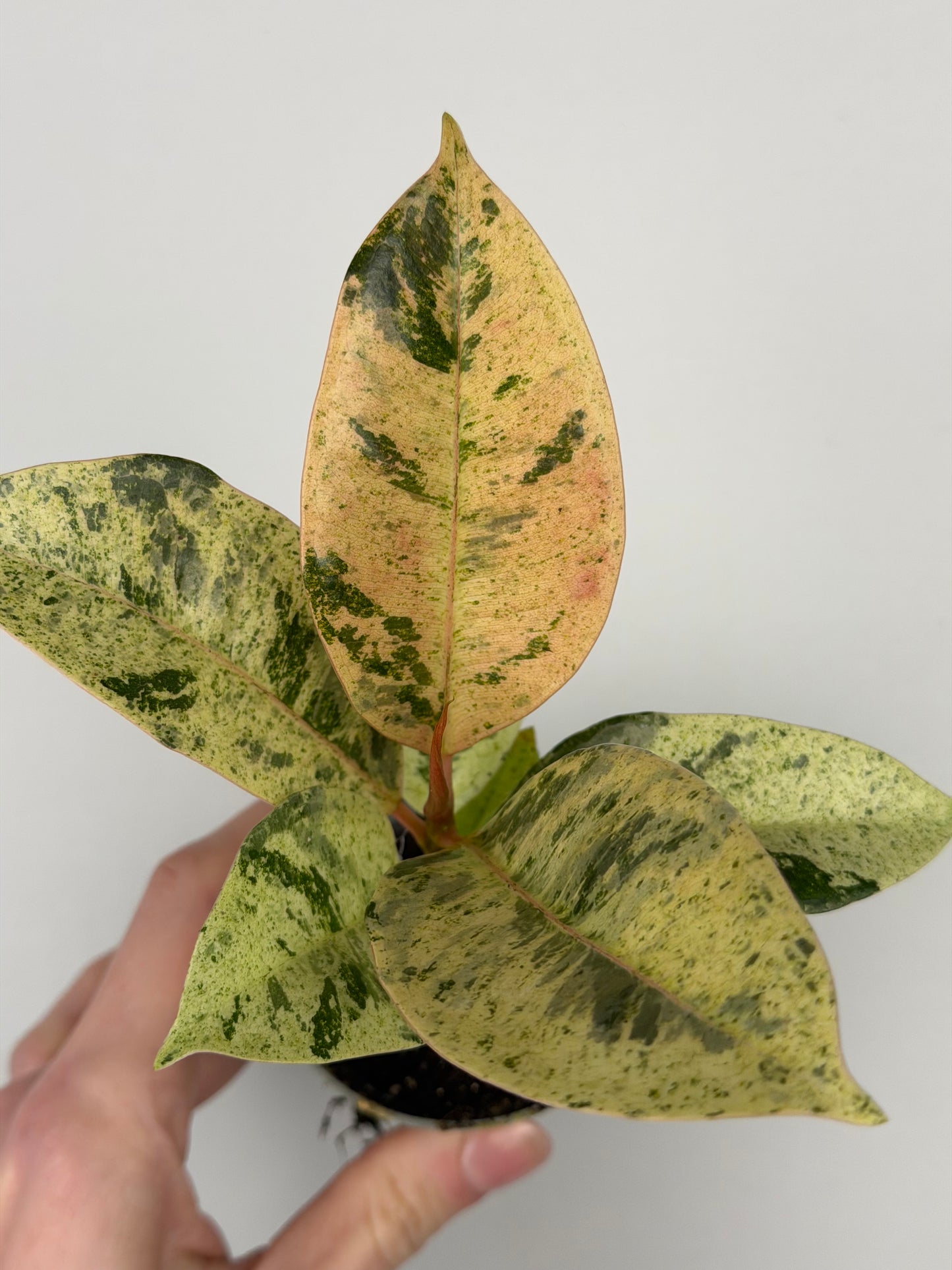 Ficus elastica 'Shivereana Moonshine'