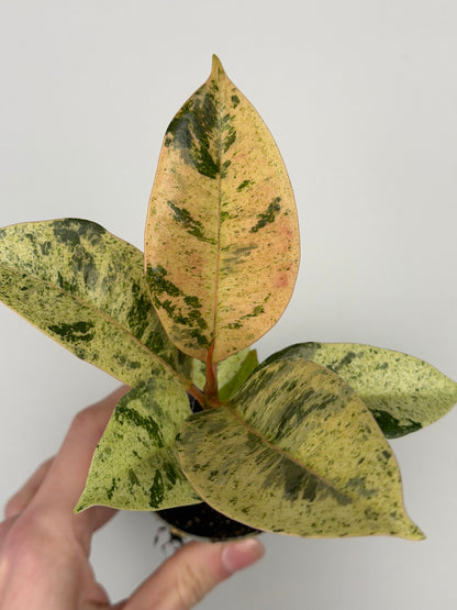 Ficus elastica 'Shivereana Moonshine'