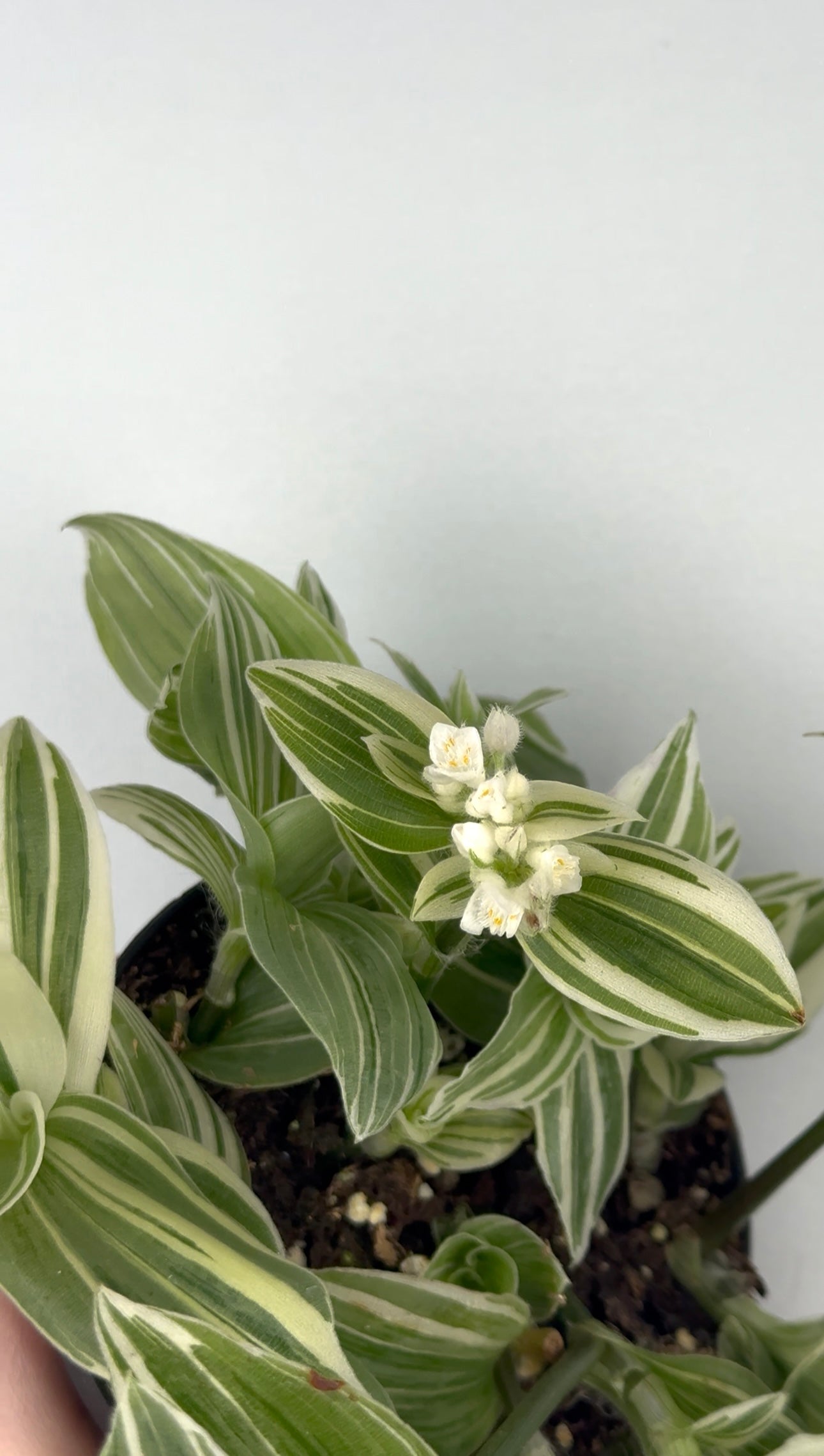 Tradescantia Fluminensis “Albovittata”