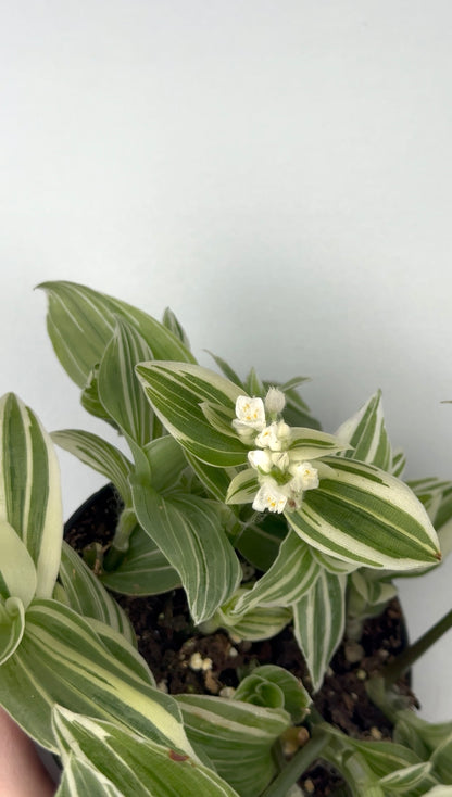 Tradescantia Fluminensis “Albovittata”