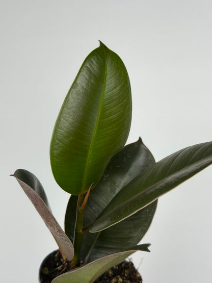 Ficus Elastica 'Robusta'
