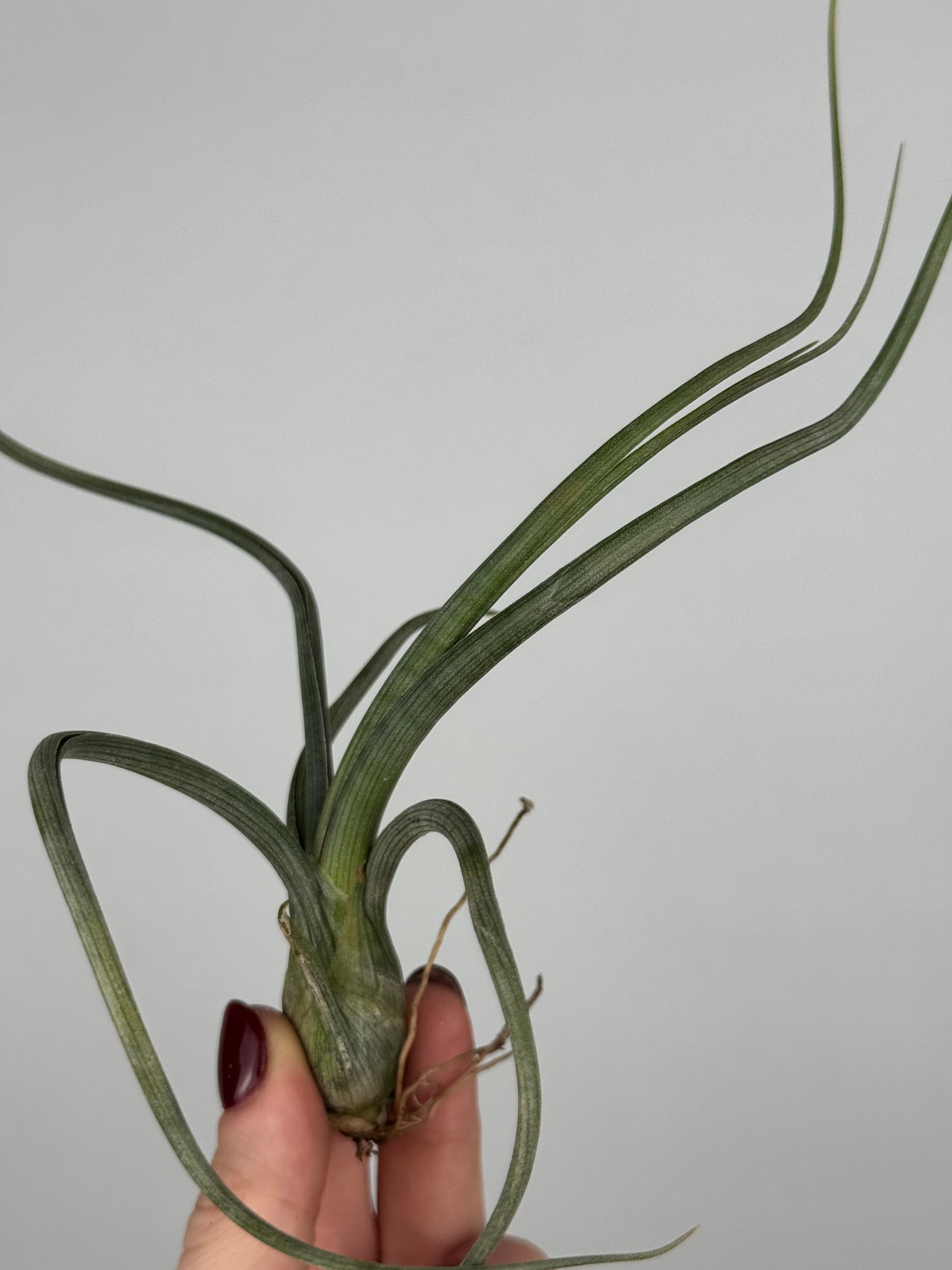 Tillandsia 'Baileyi'