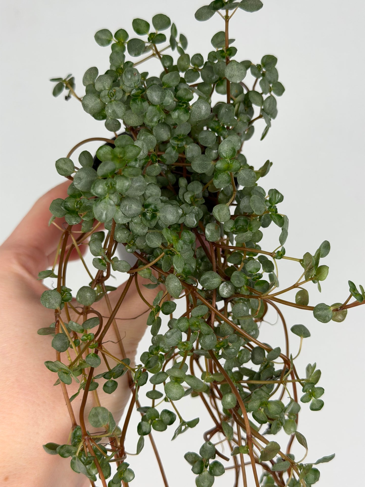 Pilea Glaucophylla 'Greyzy' Pilea Tropical Corner