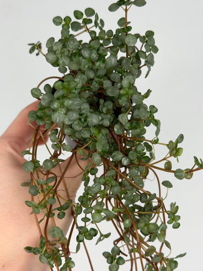Pilea Glaucophylla 'Greyzy' Pilea Tropical Corner