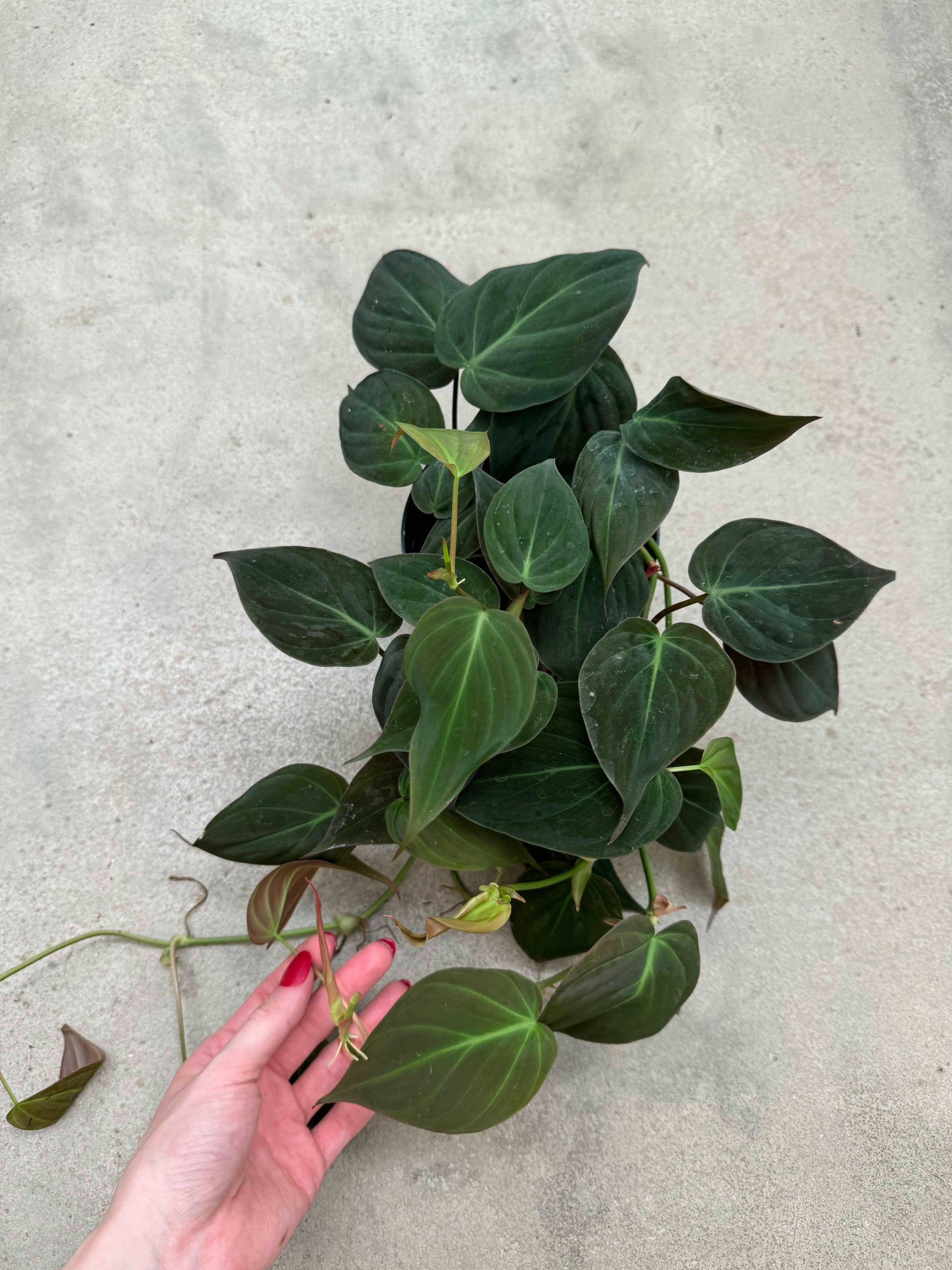 Philodendron Micans