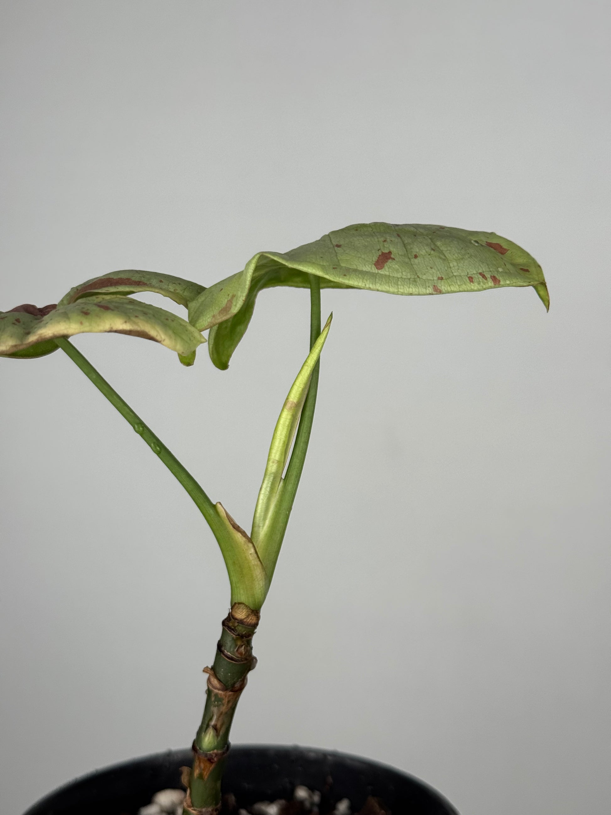 Syngonium Milk Confetti | Toby