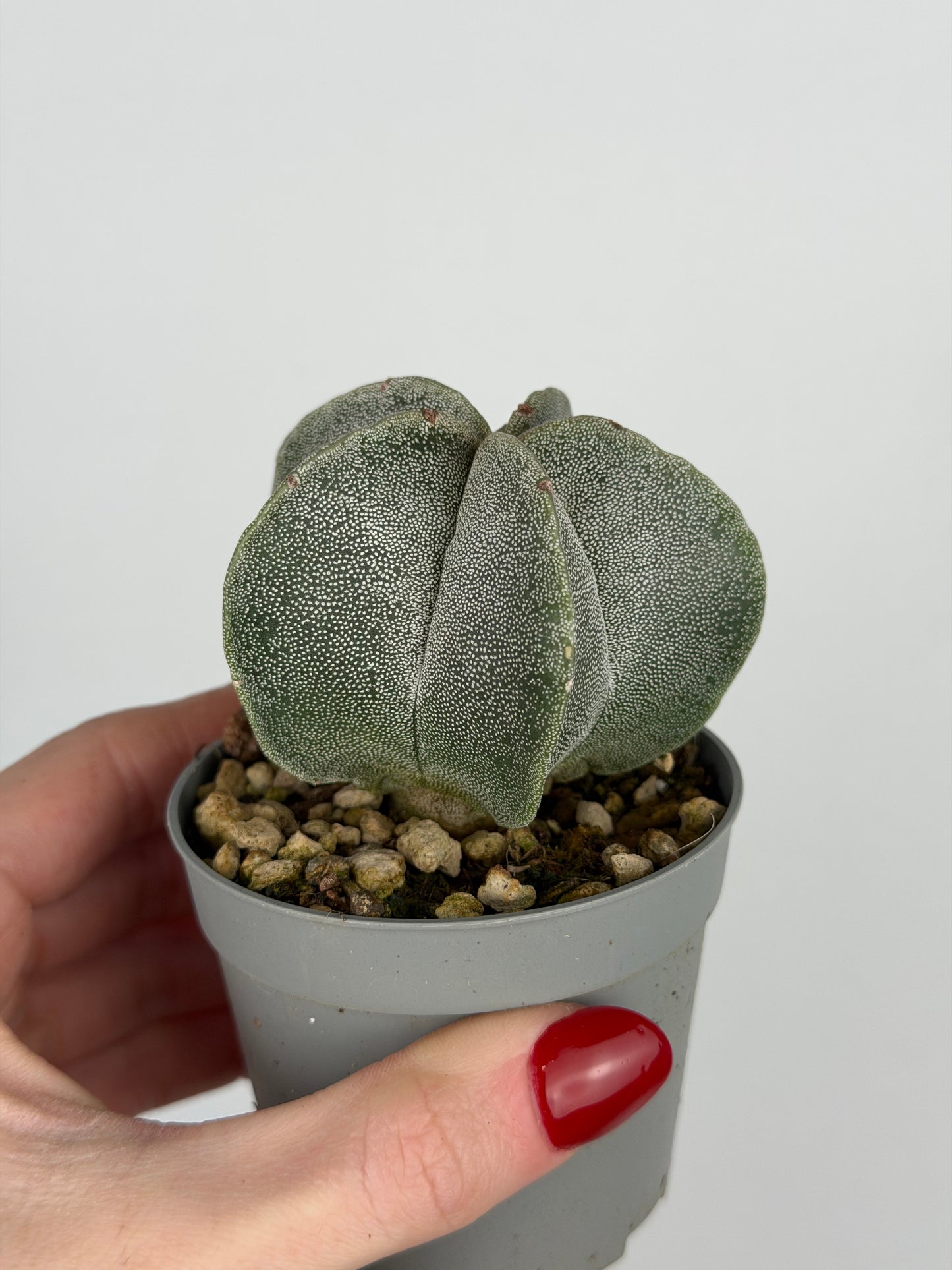 Astrophytum myriostigma