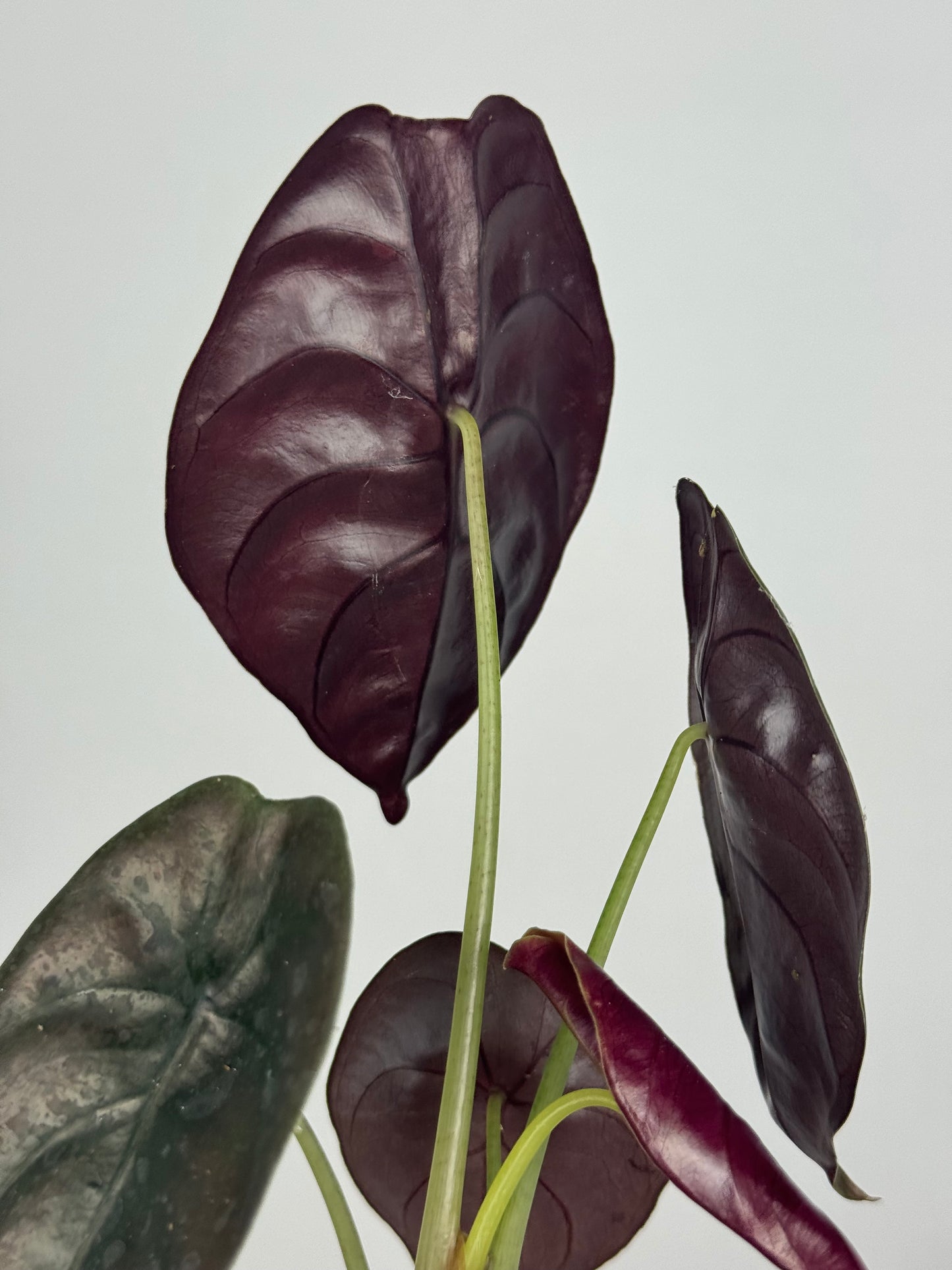 Alocasia Cuprea “Red Secret”