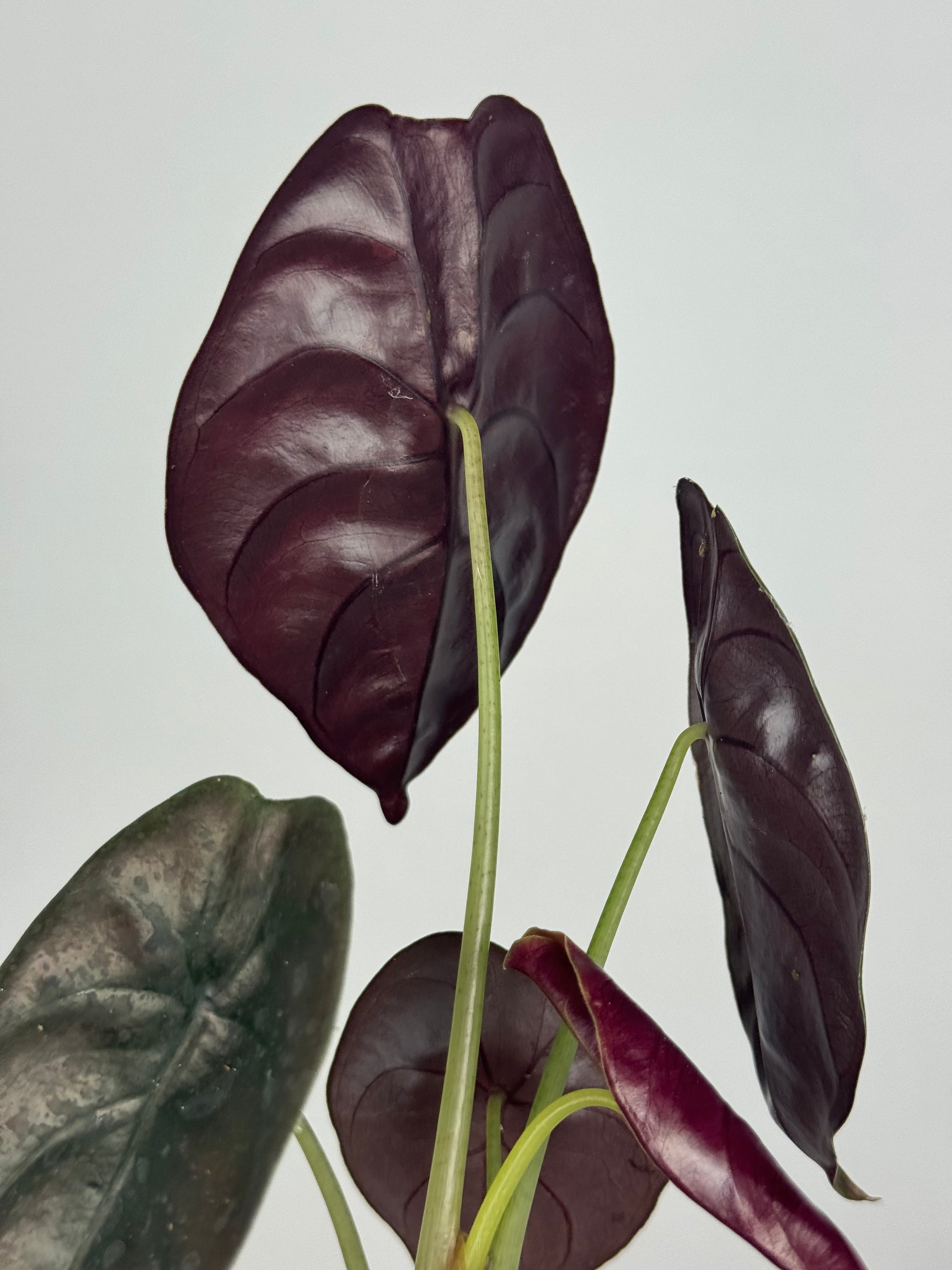 Alocasia Cuprea “Red Secret”
