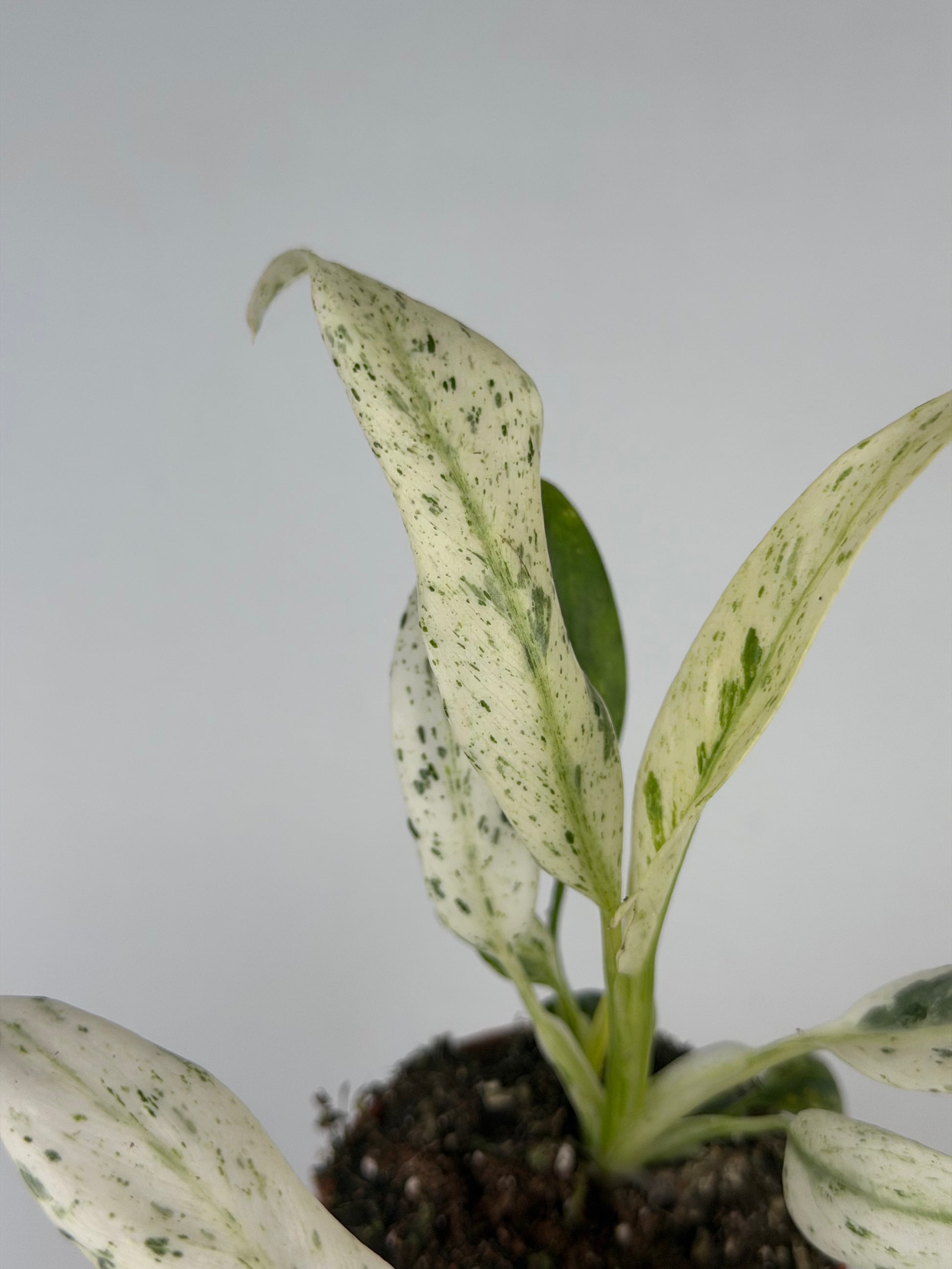 Rhaphidophora Puberula 'Variegata' Rhaphidophora Tropical Corner
