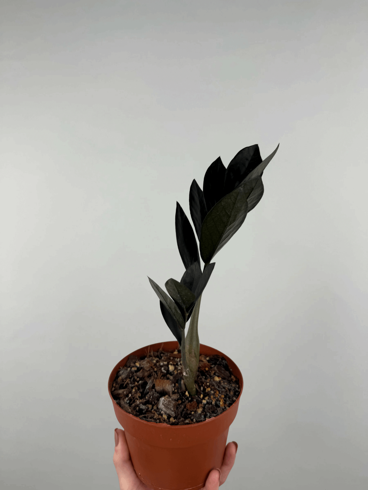 Zamioculcas “Black Raven” | Mirta