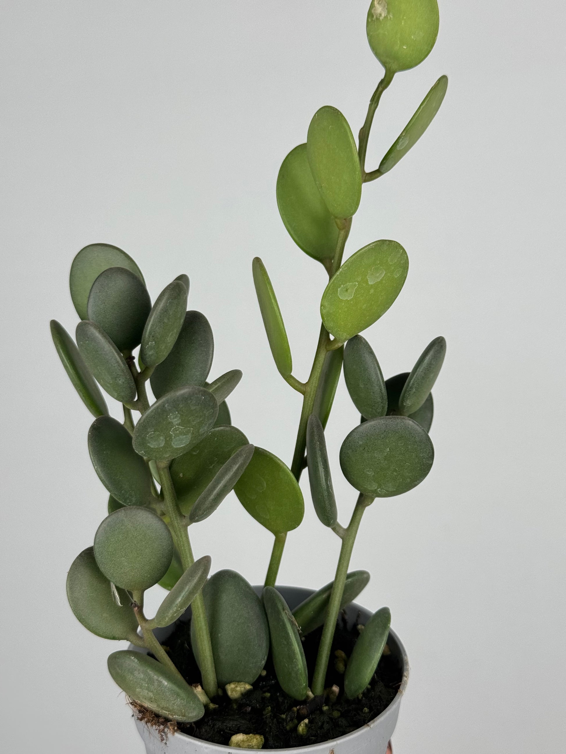Xerosicyos Danguyi “Silver dollar vine”