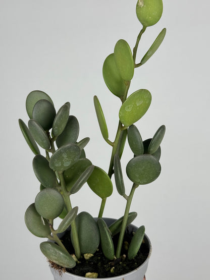 Xerosicyos Danguyi “Silver dollar vine”