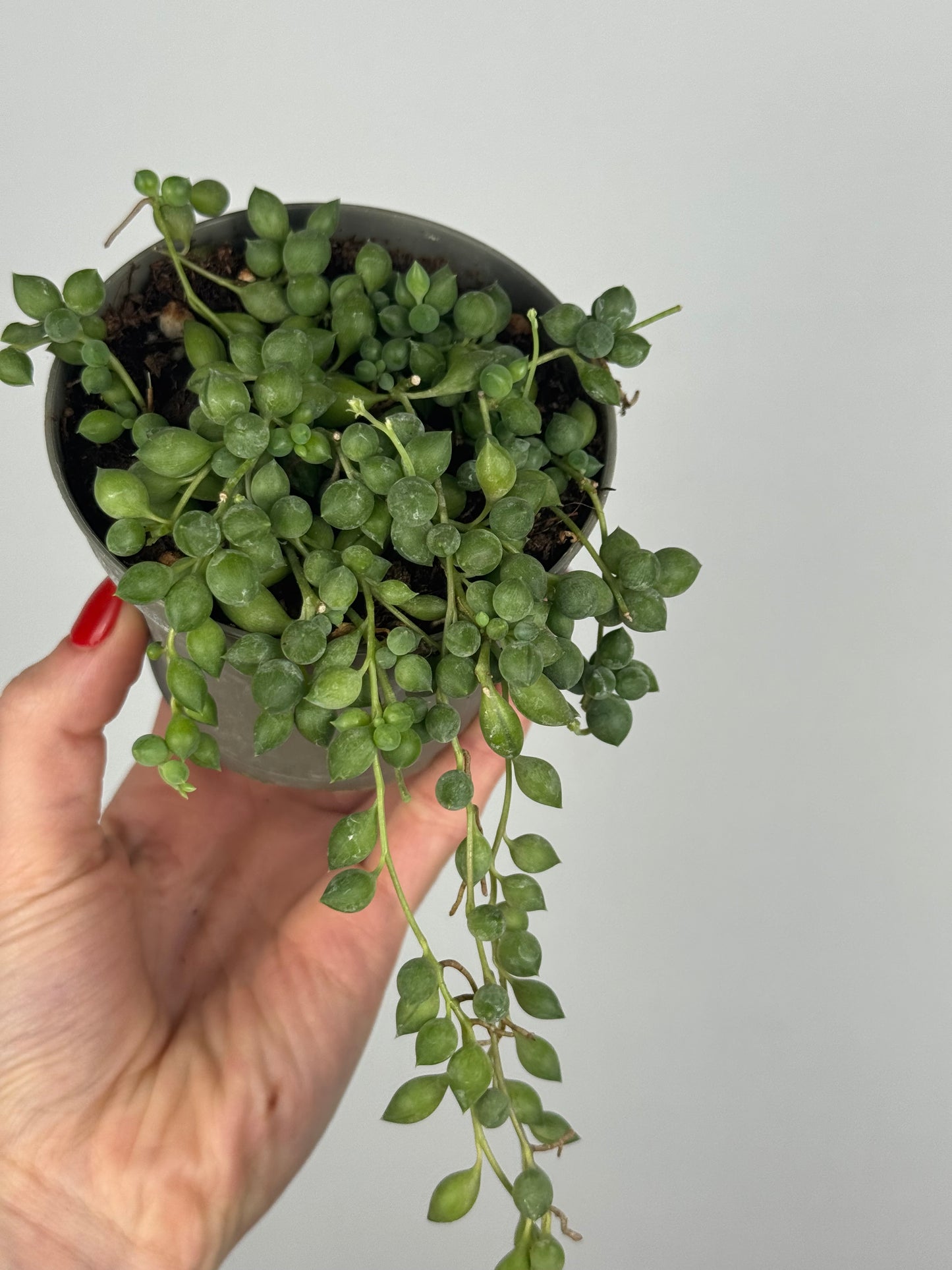 Senecio Herreianus
