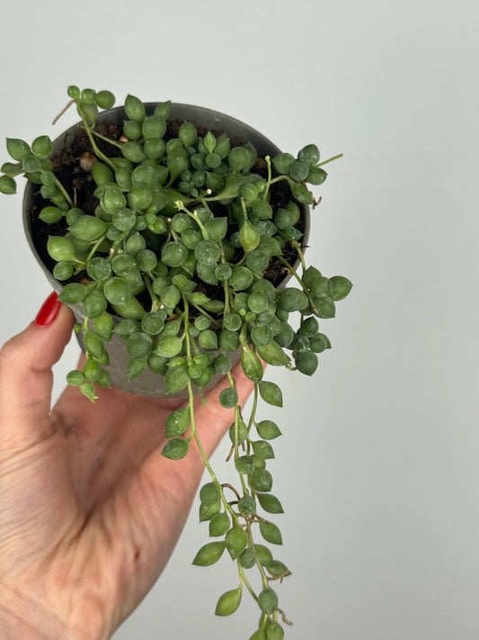 Senecio Herreianus