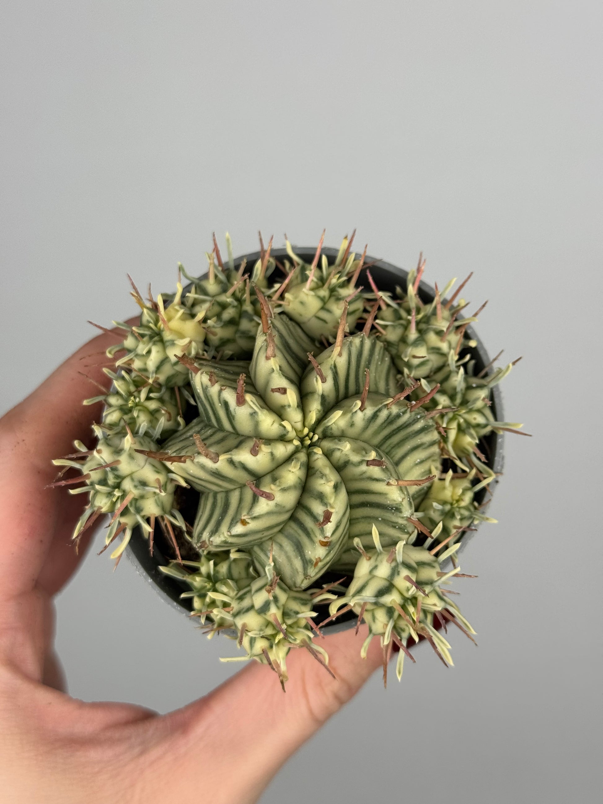 Euphorbia meloformis variegata