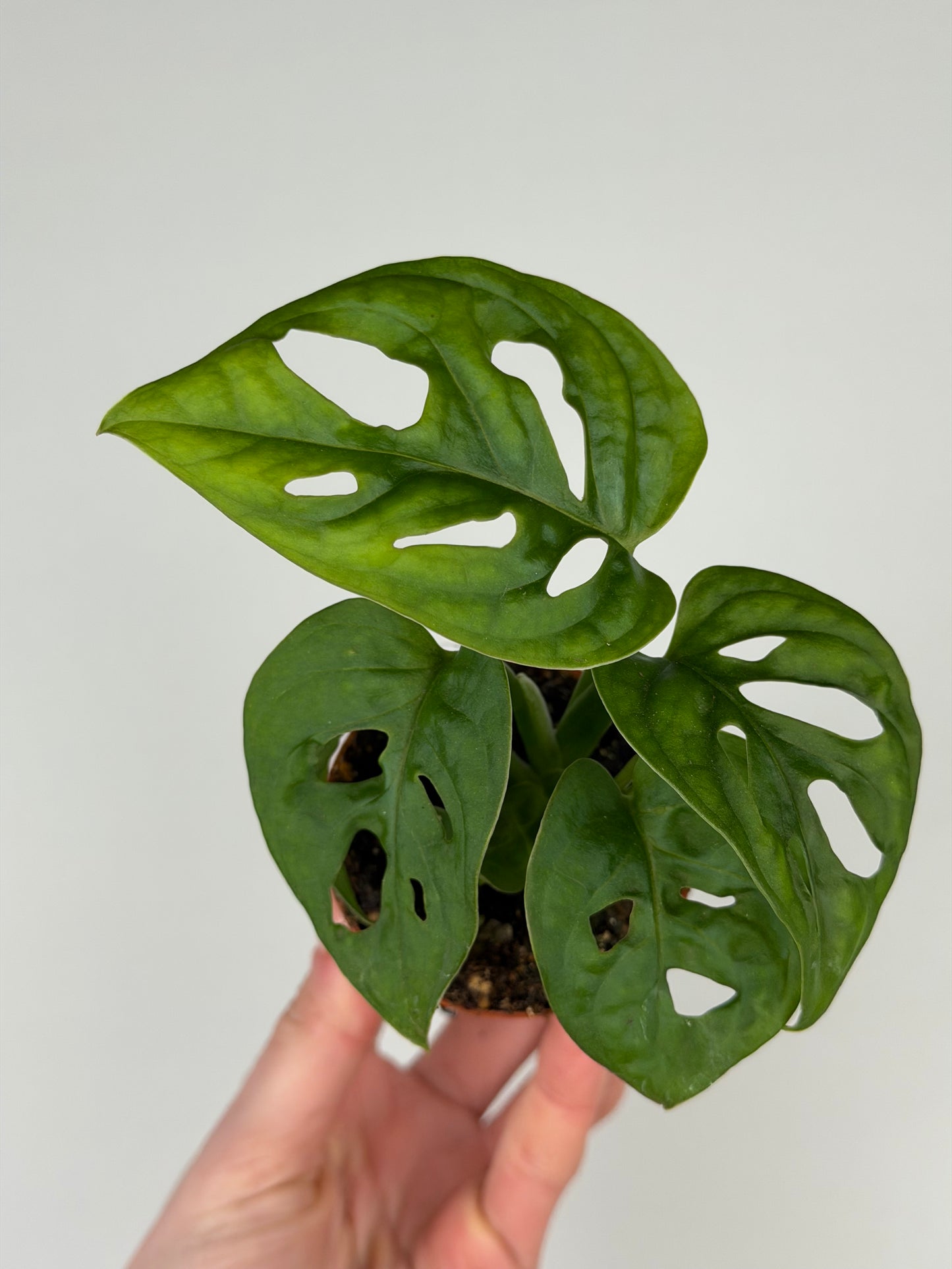 Monstera Adansonii 'Monkey Mask' Monstera Tropical Corner