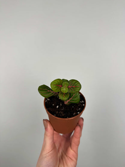 Fittonia Bubble Red