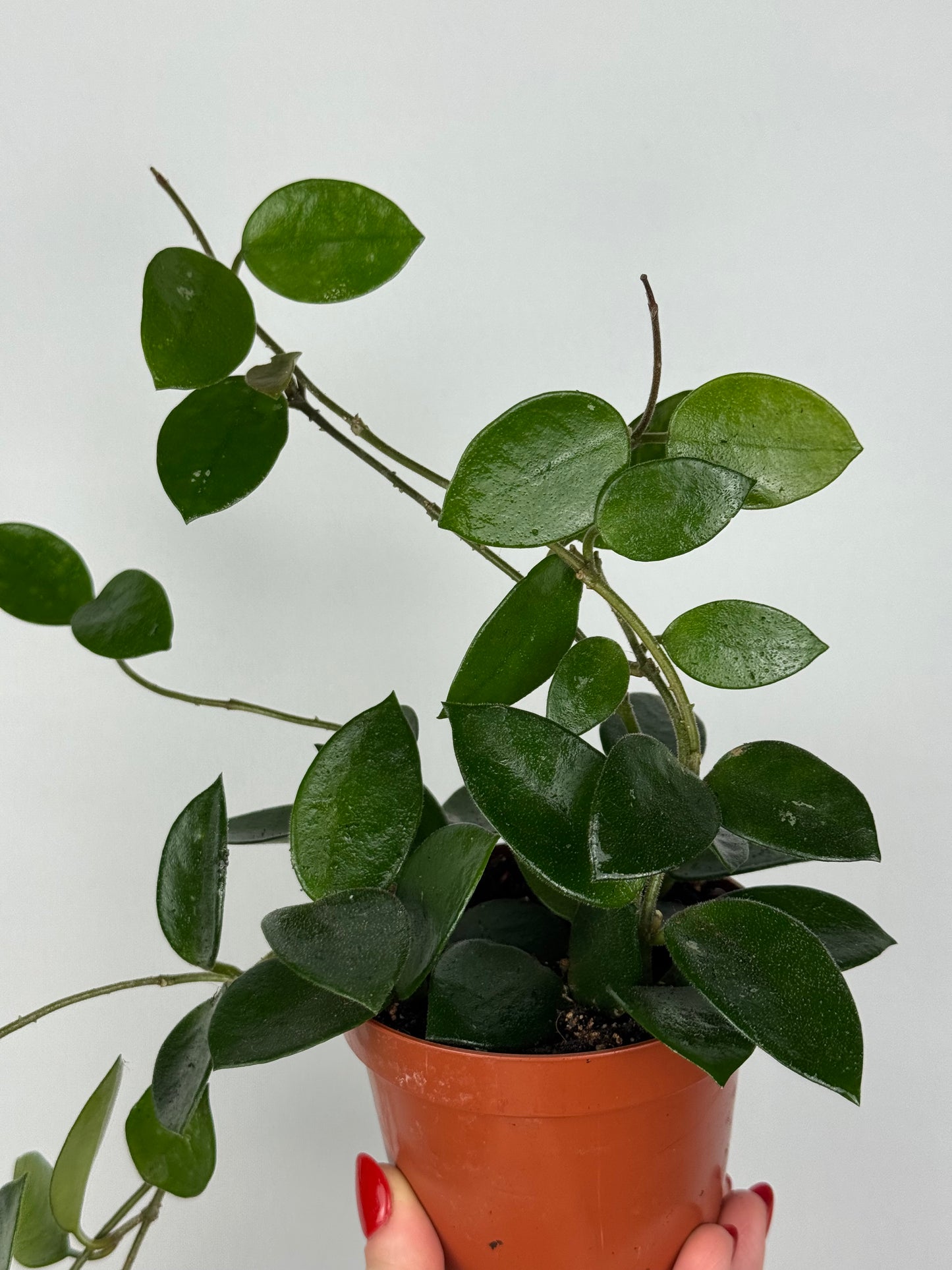 Hoya Chouke
