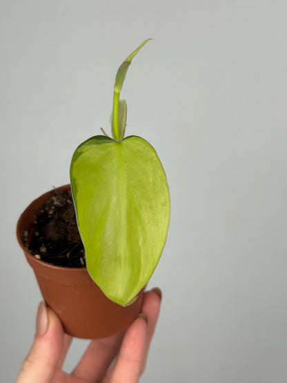 Philodendron Scandens Brasil | Florian