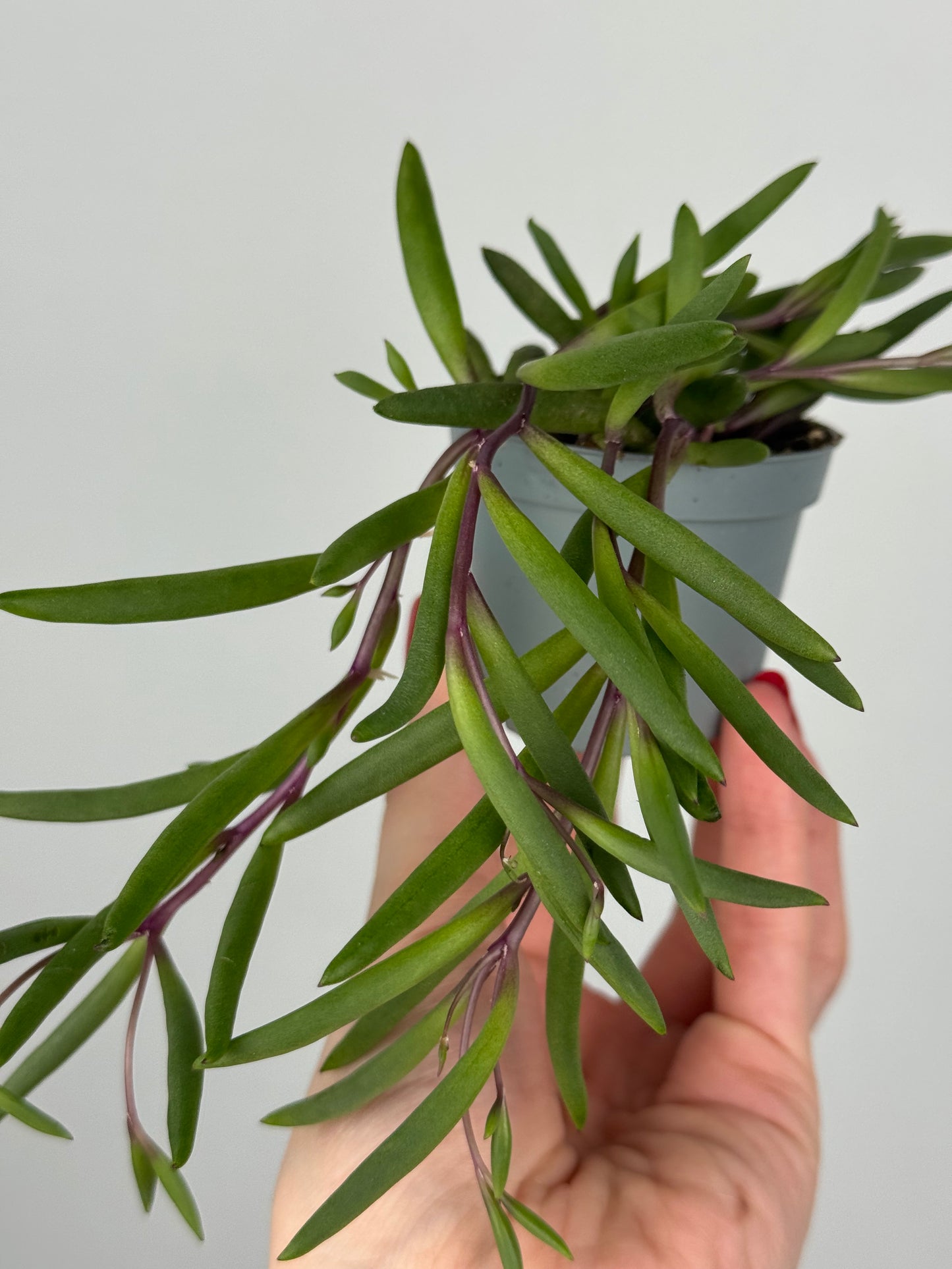 Senecio herreianus “Purple Flush”