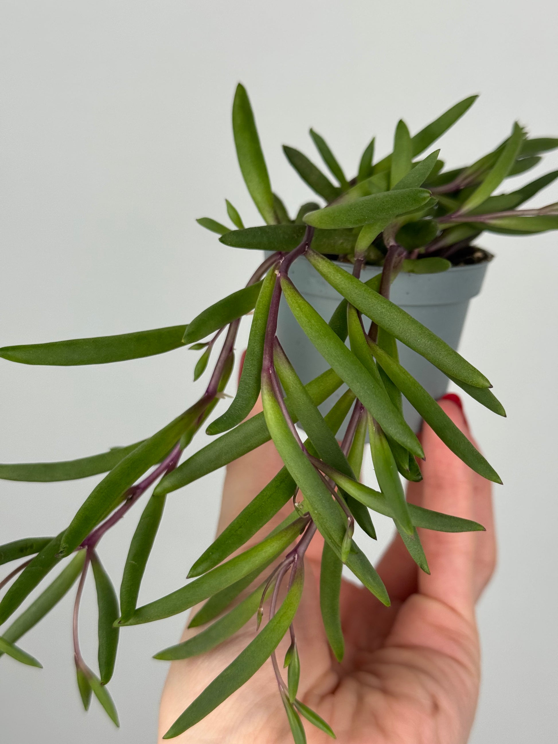 Senecio herreianus “Purple Flush”