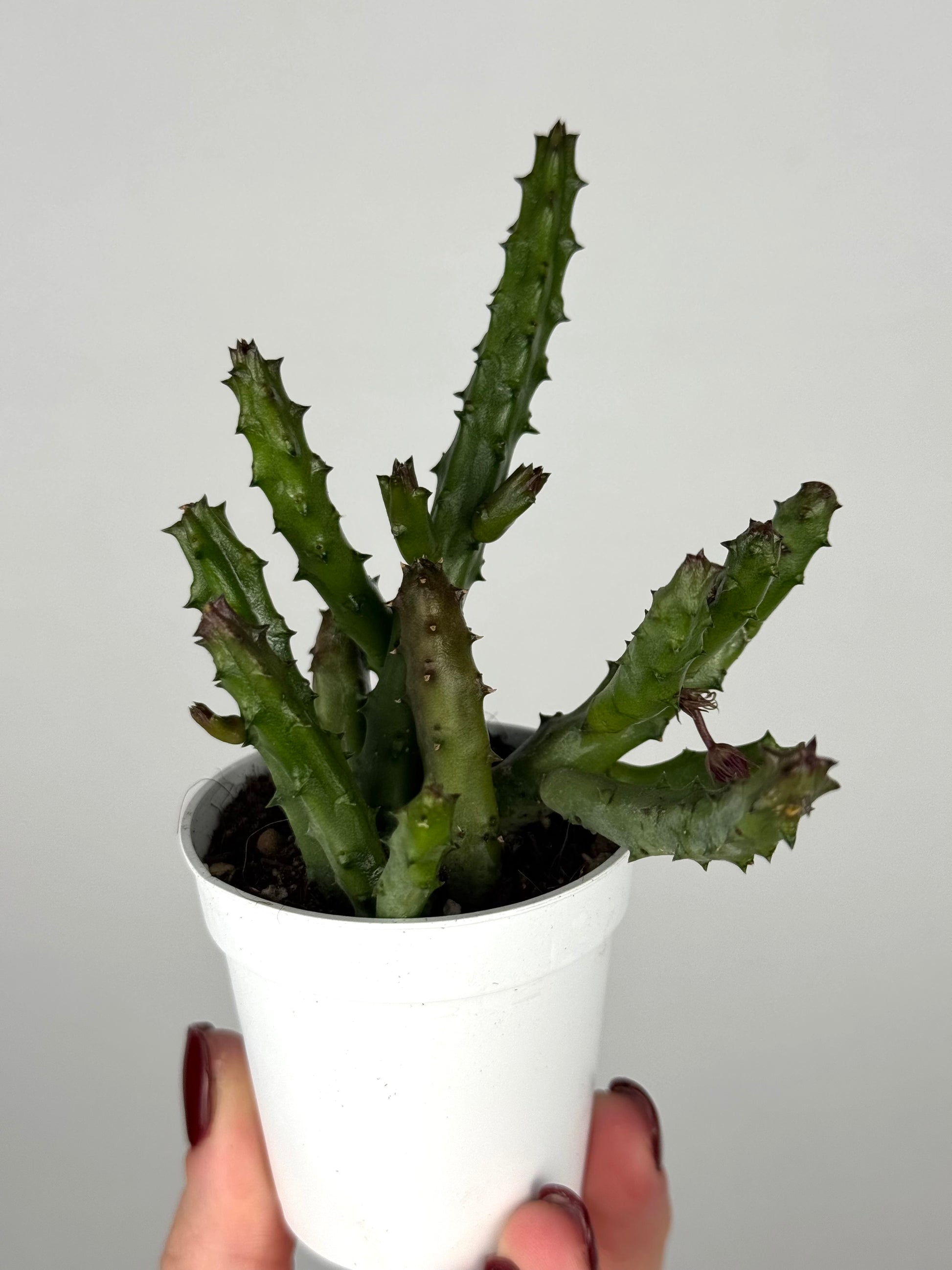 Stapelia Huernia Pendurata