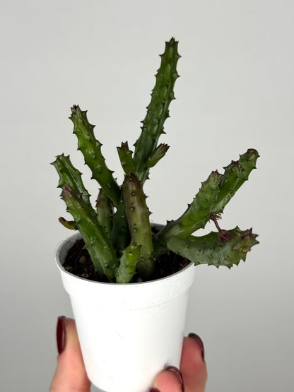 Stapelia Huernia Pendurata