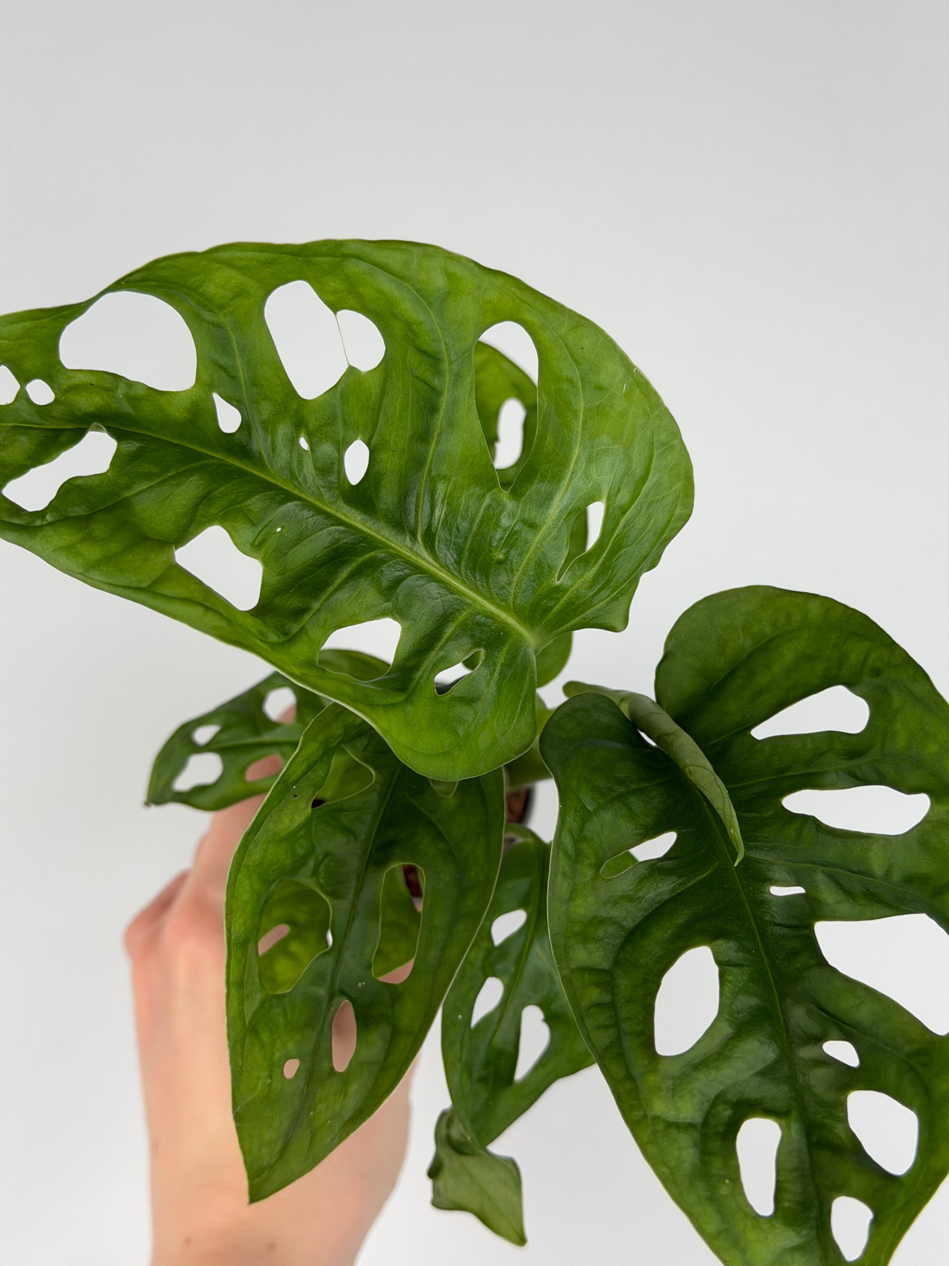 Monstera Adansonii 'Monkey Mask' Monstera Tropical Corner