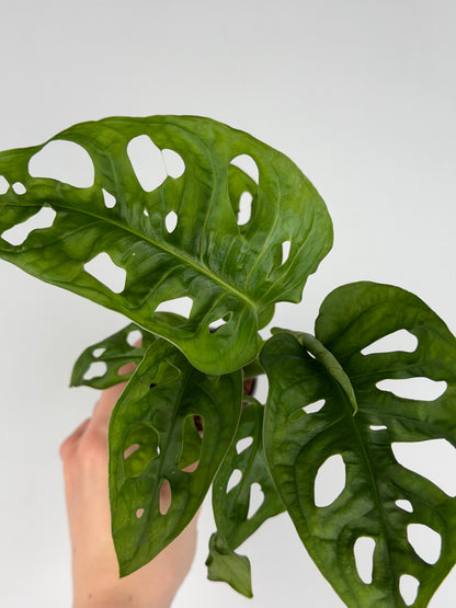 Monstera Adansonii 'Monkey Mask' Monstera Tropical Corner