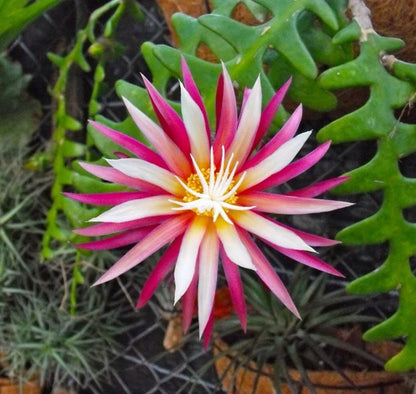 Epiphyllum Guatemalense