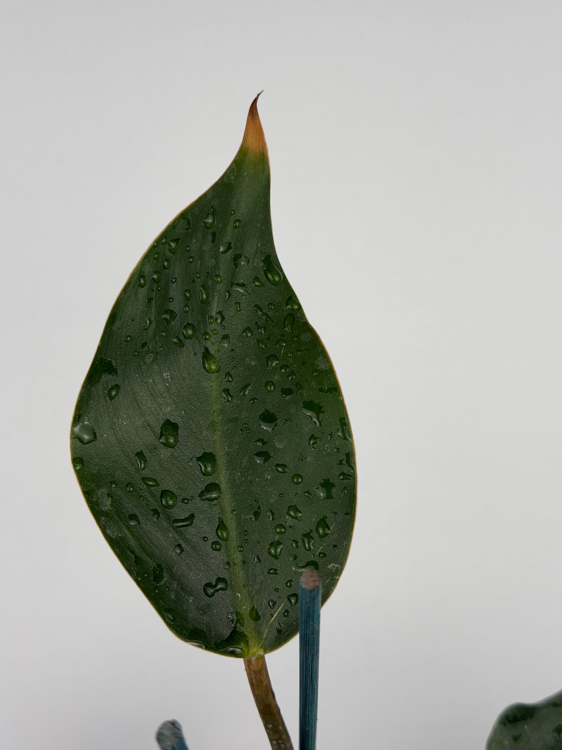 Philodendron Pink Bikini | Taki