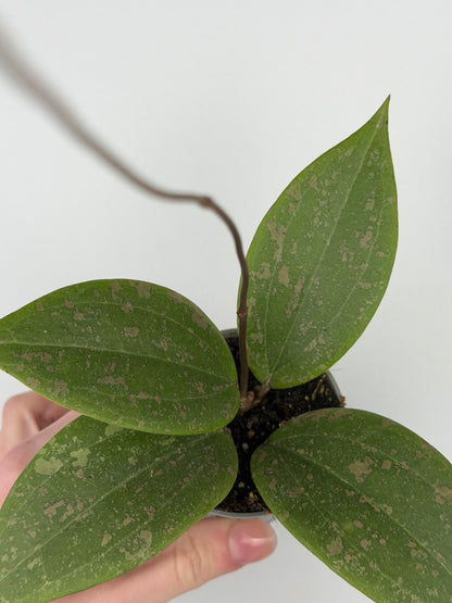 Hoya Wibergiae