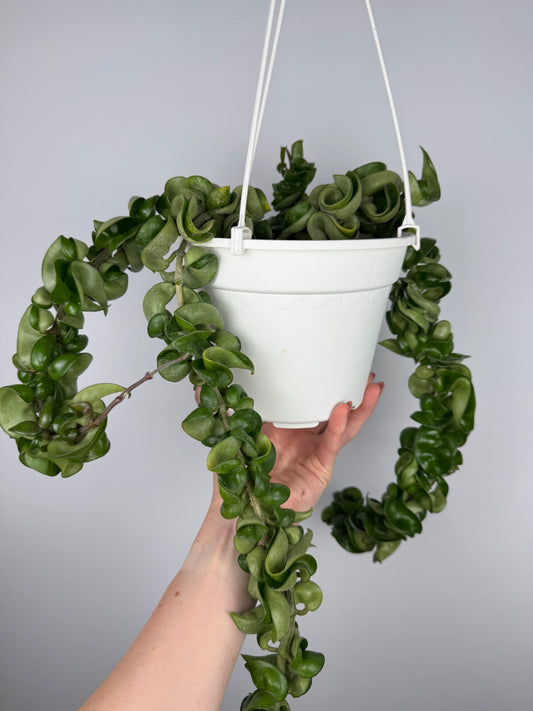 Hoya Compacta