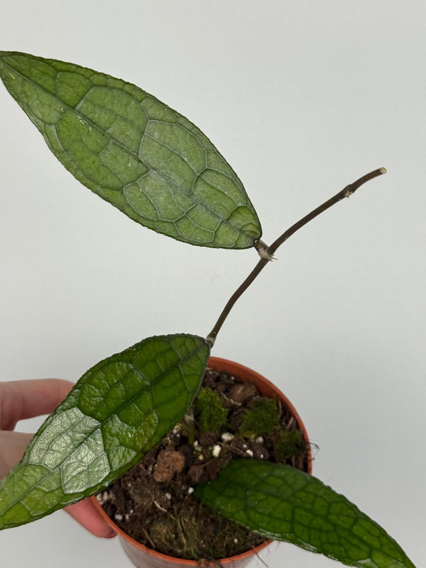 Hoya Clemensiorum Sumatra