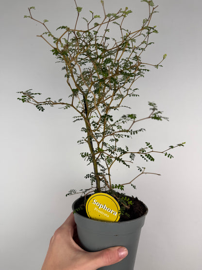 Sophora Prostrata 'Little Baby'
