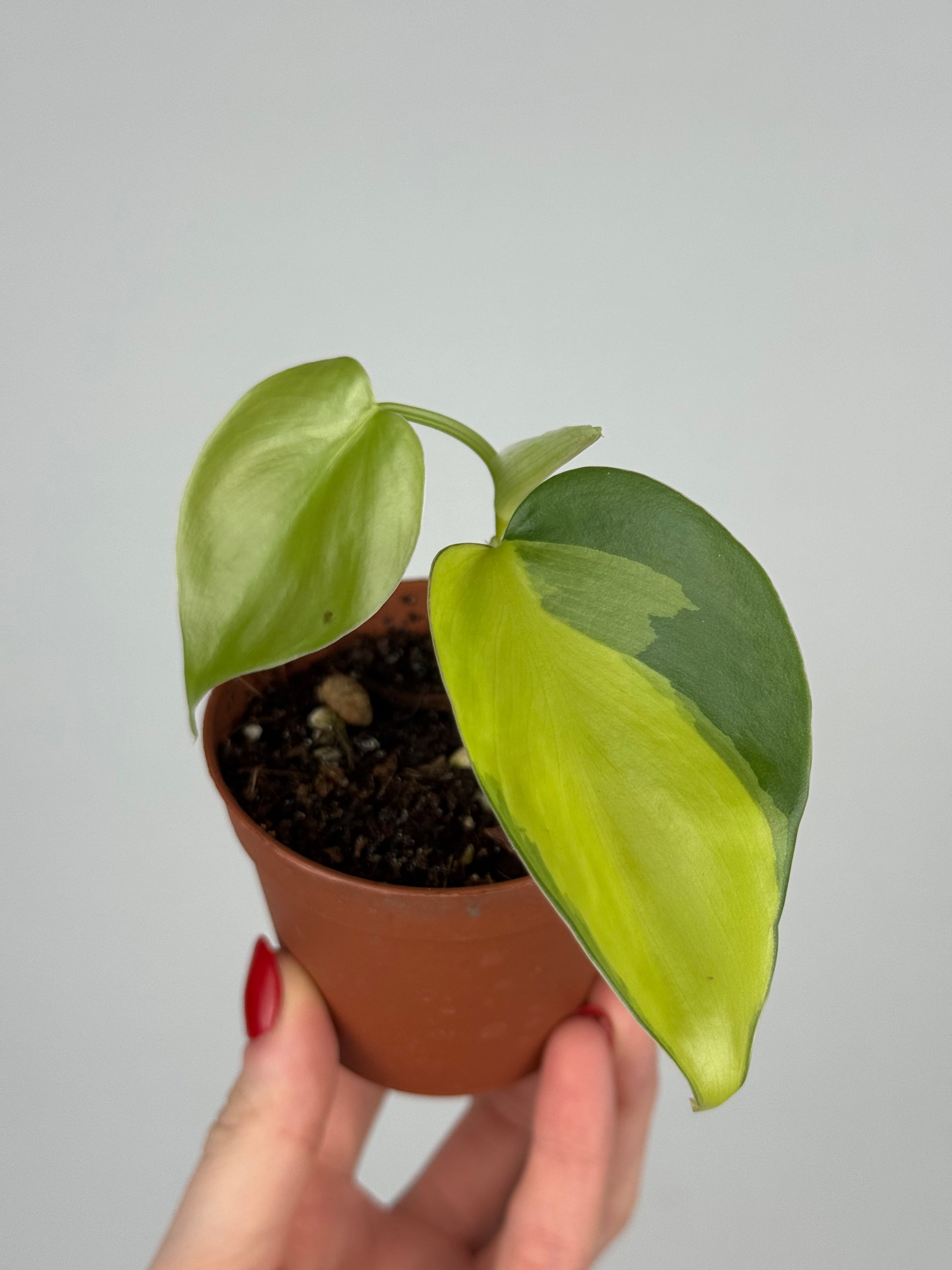 Philodendron Scandens Brasil | Alfio