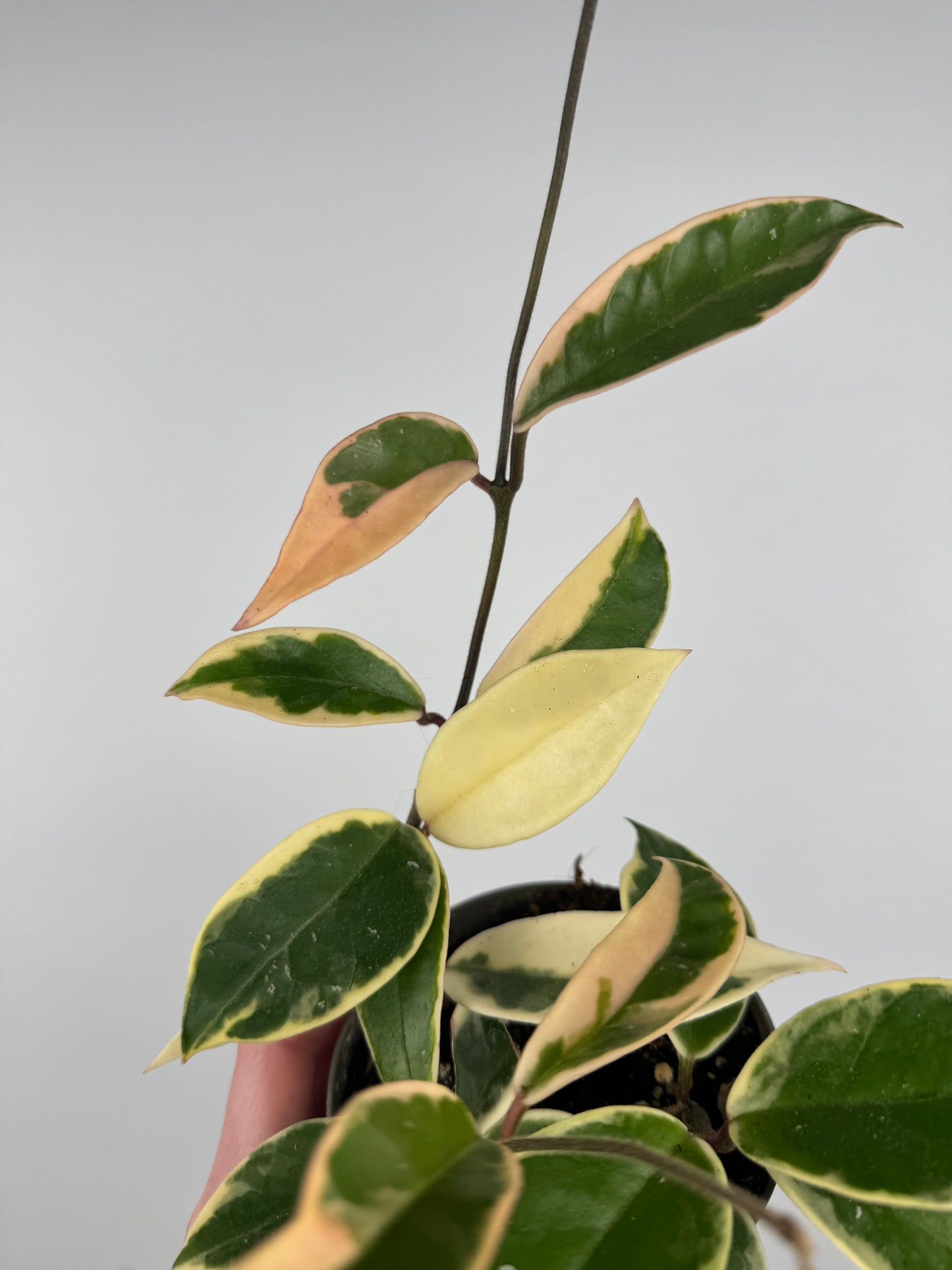 Hoya Carnosa Krimson Queen