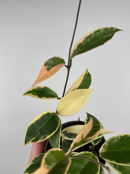 Hoya Carnosa Krimson Queen