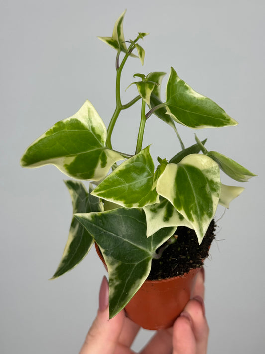 Senecio macroglossus 'Variegatus'