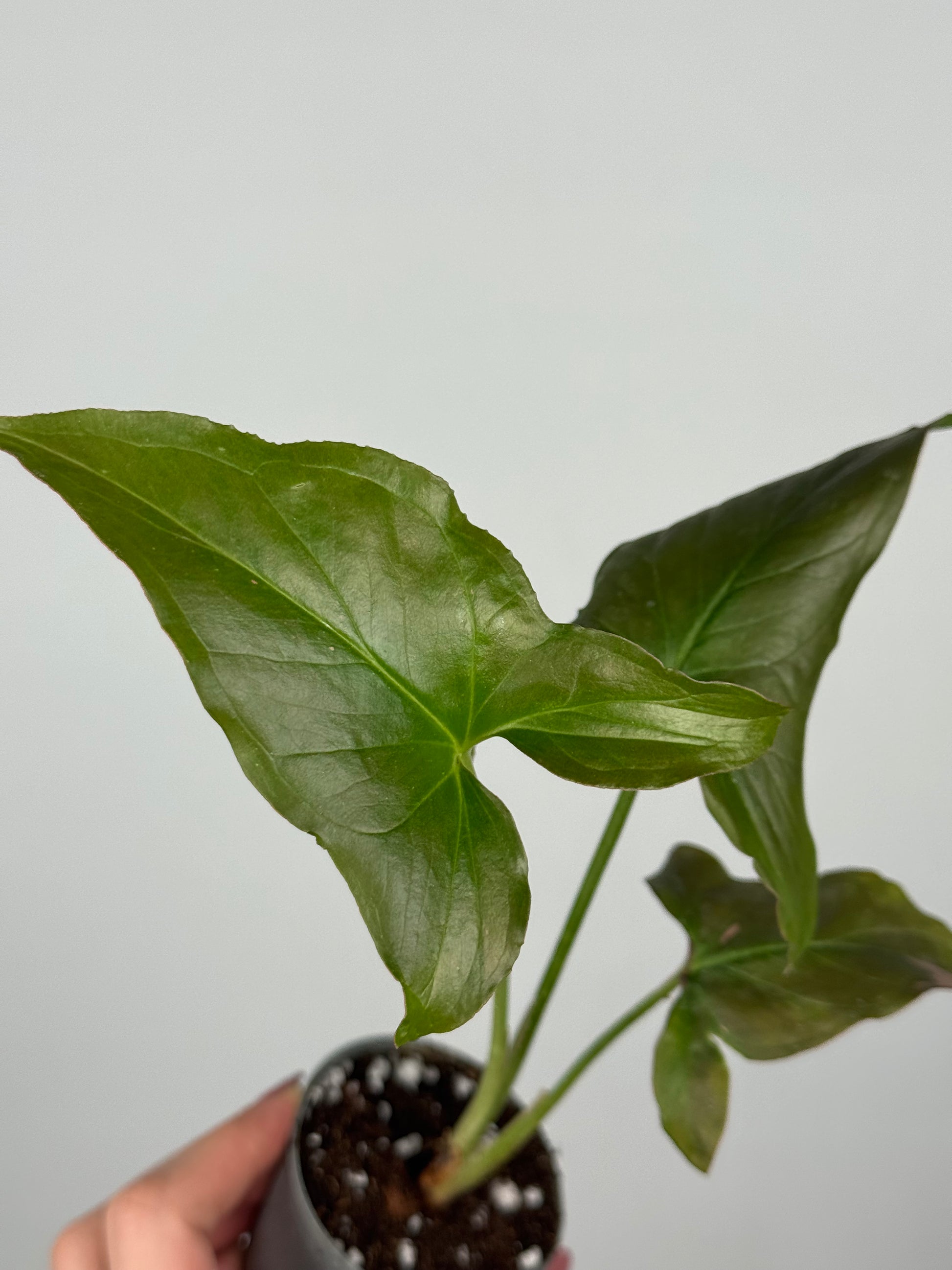 Syngonium Pink Splash | Kiran