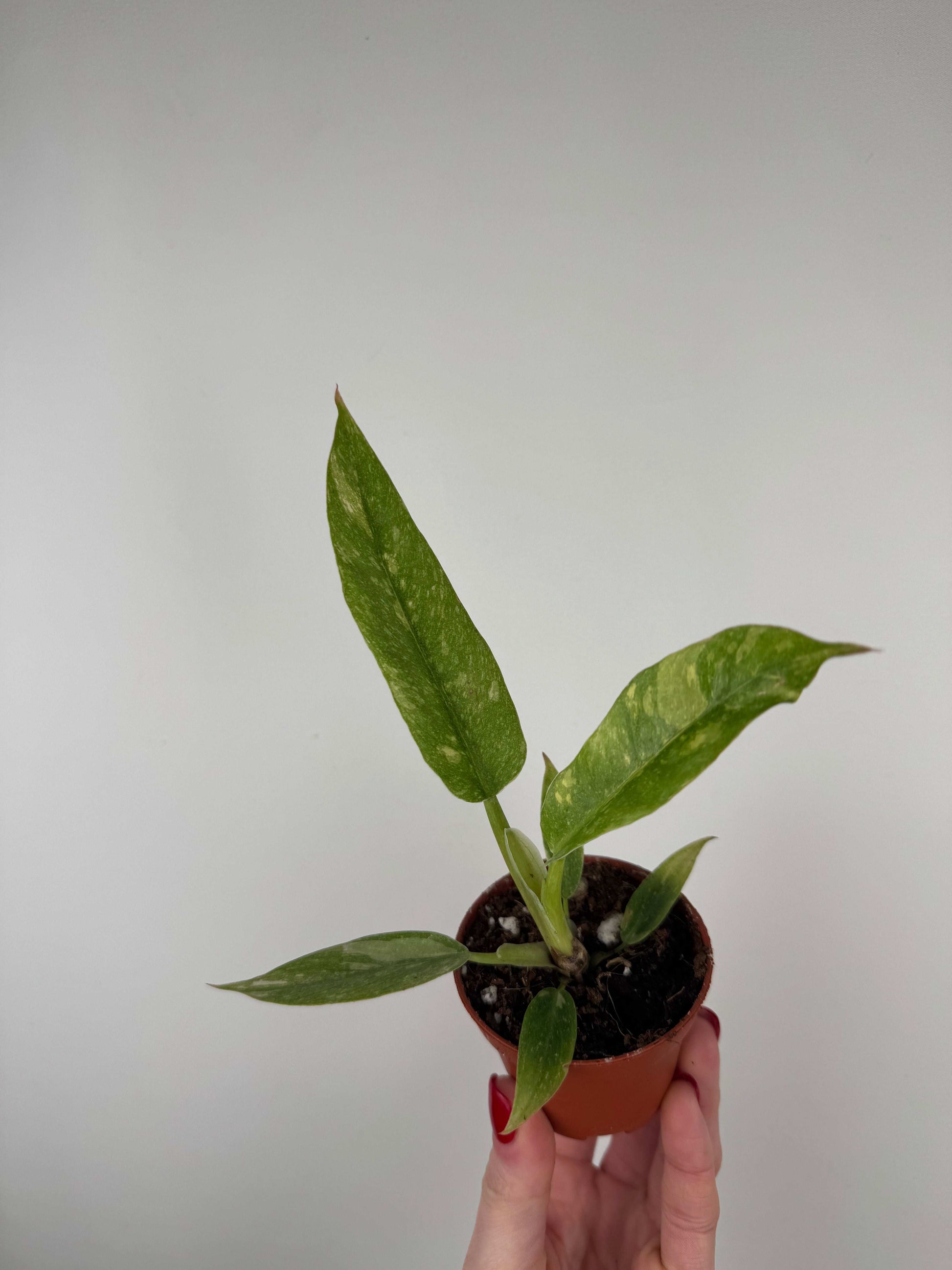 Philodendron "Ring of Fire"