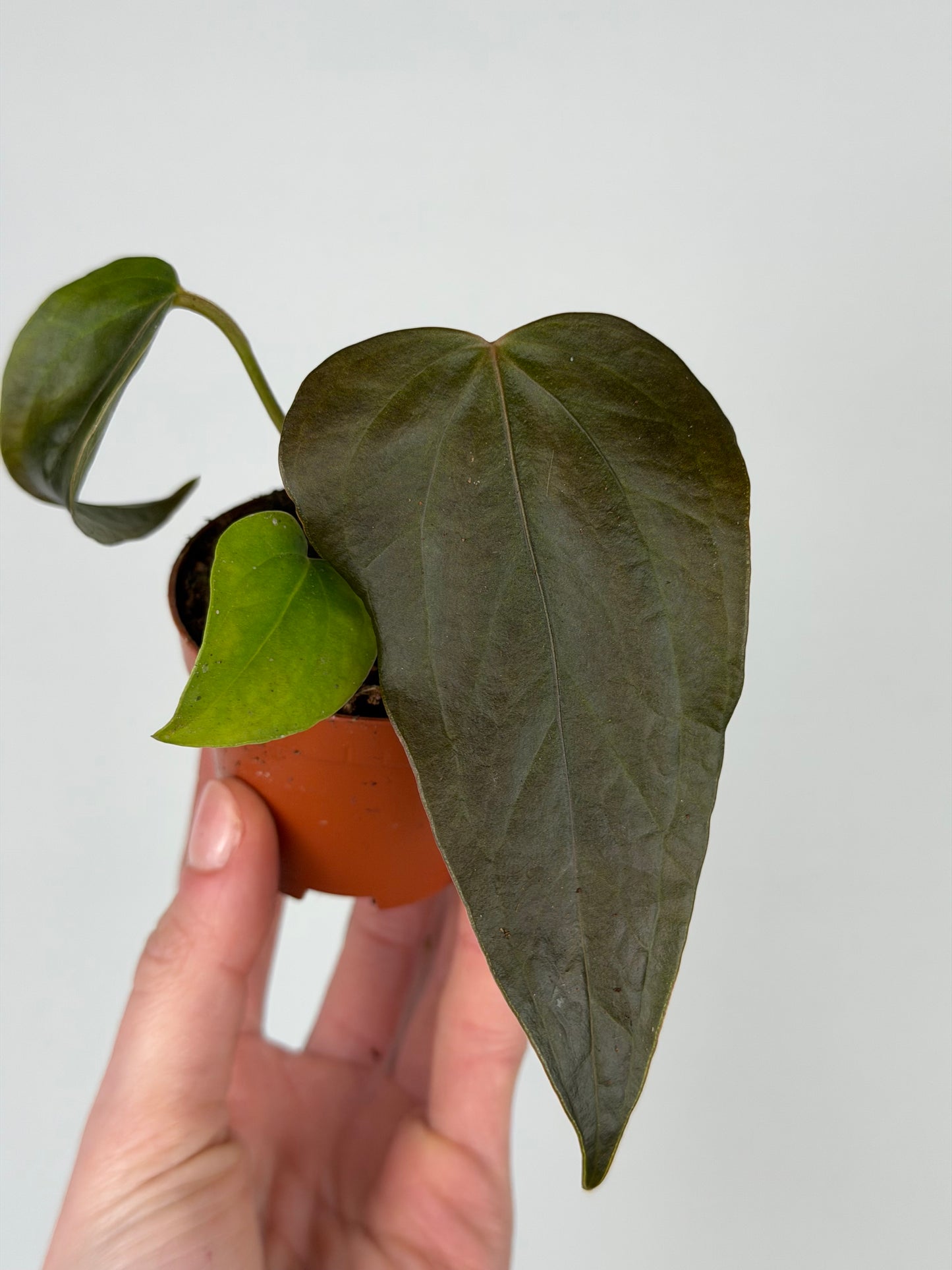 Anthurium 'Queen of heart' Anthurium Tropical Corner