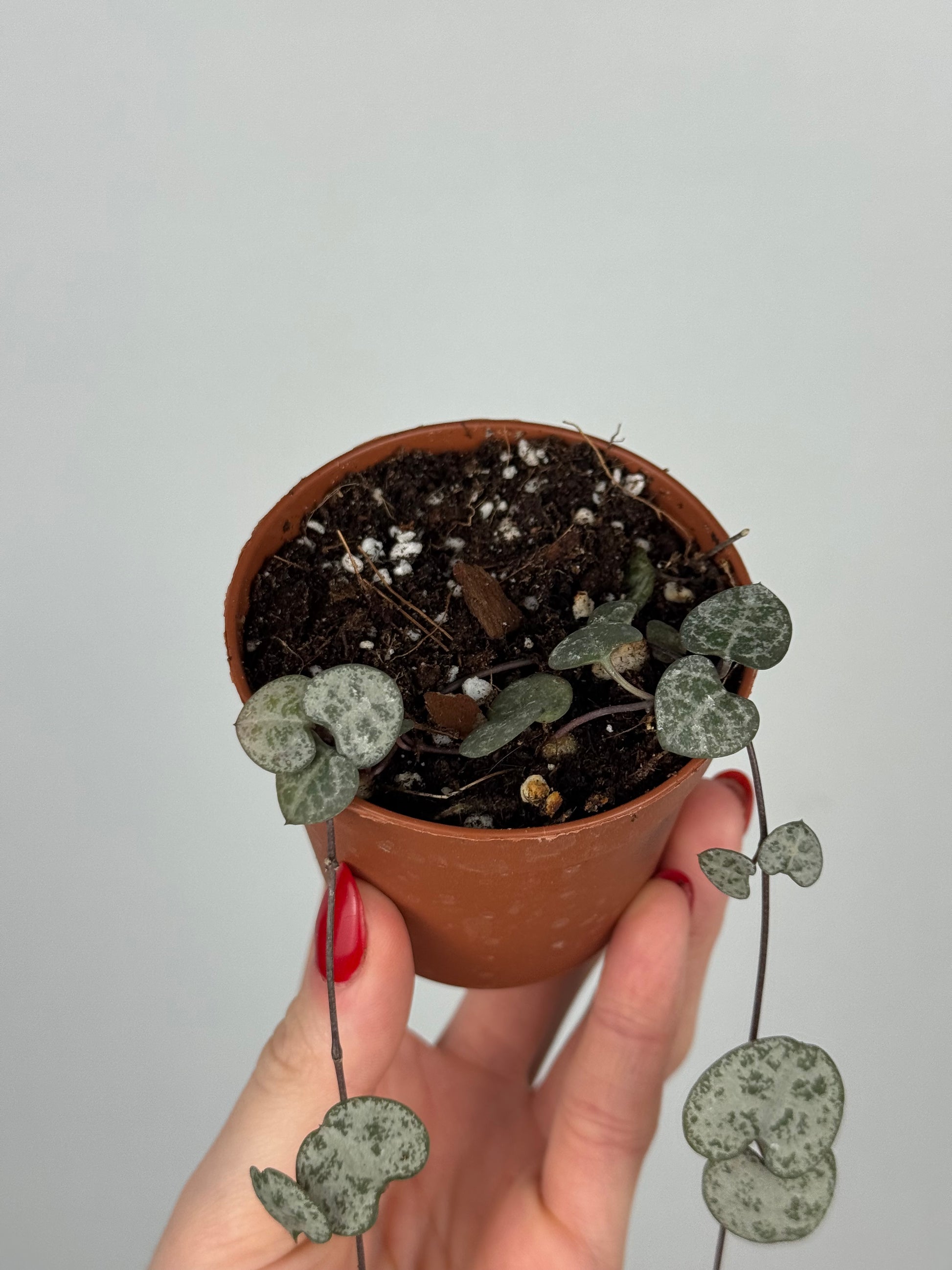 Ceropegia Woodii | Nara