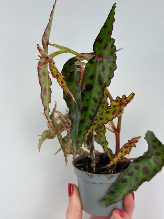 Begonia Amphioxus