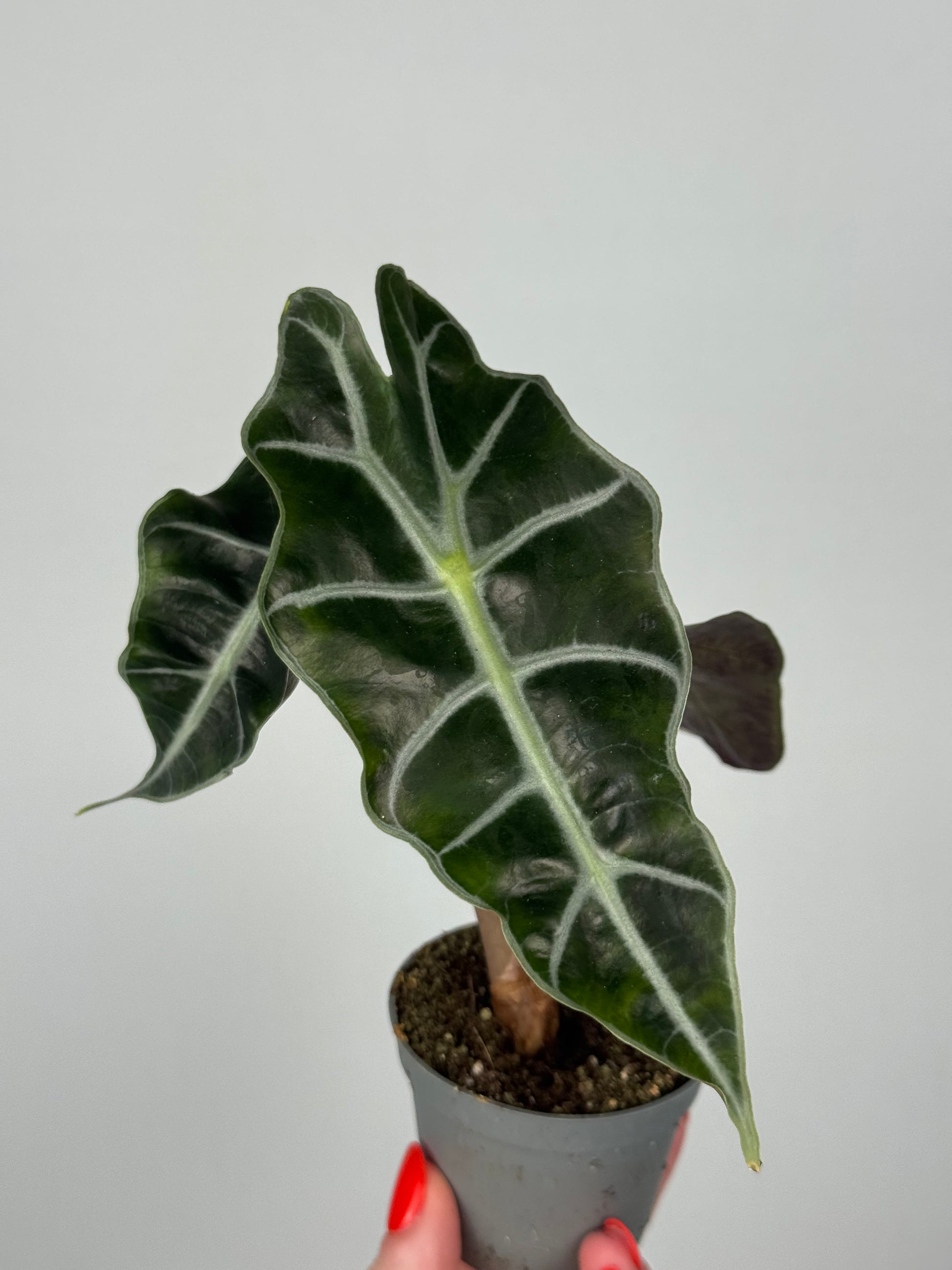 Alocasia Amazonica “Polly”